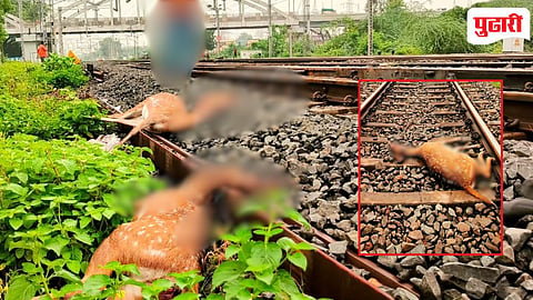 Deer killed by train : रेल्वे मार्ग ठरला हरणांसाठी जीवघेणा; सहा हरणांचा जागीच मृत्यू, वन्यजीवप्रेमी संतप्त