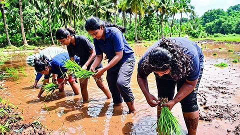 Rural Agricultural Work Experience