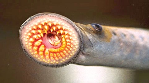 Parasitic Fly Sparks |