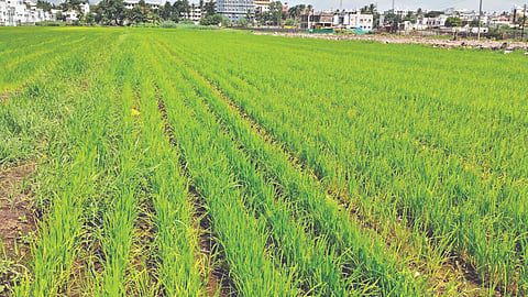 Satara News