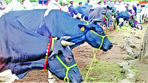 Milk Price News