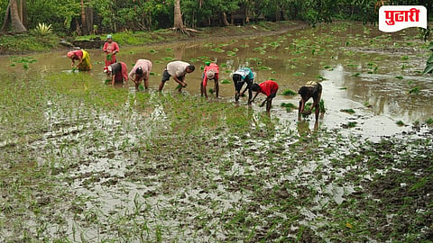 Rice Farming
