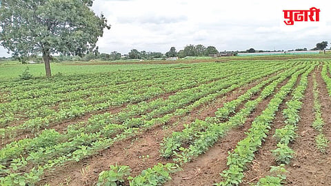 Jalna agriculture news