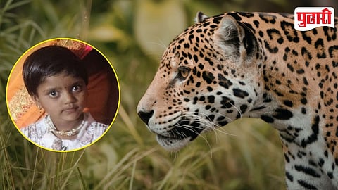 Shirur Leopard Attack