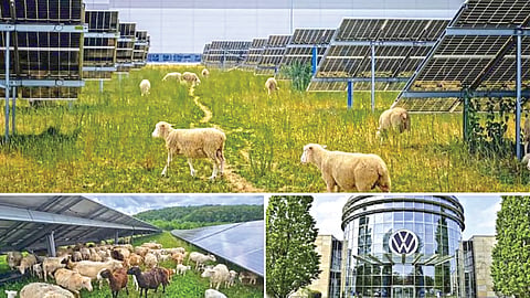 Solar Farm 100 Sheep Employees | 