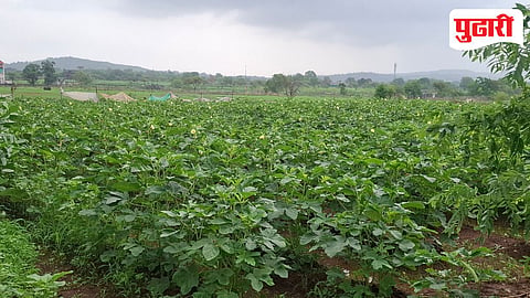 Thane vegetable farming