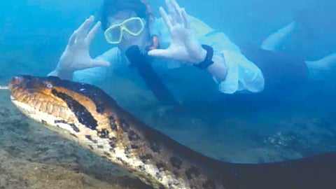 World’s Largest Anaconda |