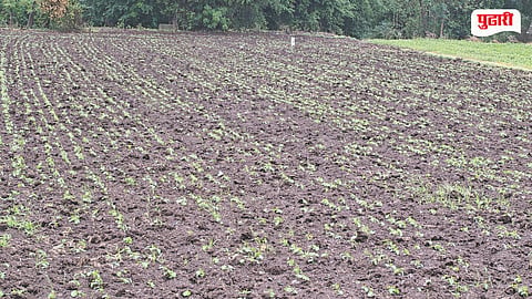 Kharif Sowing