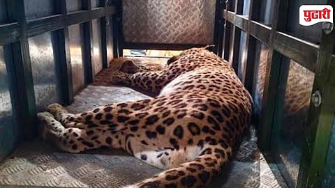 Bhandara Chandori Village Leopard Terror