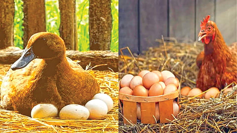 Chicken Egg vs Duck Egg | 