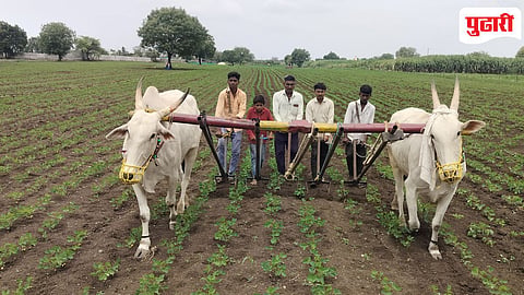 Beed news : दिंद्रुड परिसरातील बळीराजाला मोठ्या पावसाची प्रतीक्षा