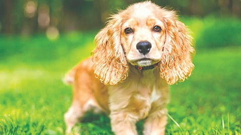 American Cocker Spaniel | 