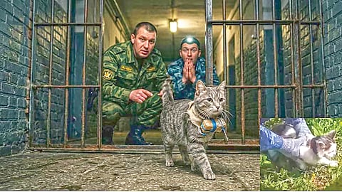 Cat Used for Drug Smuggling |