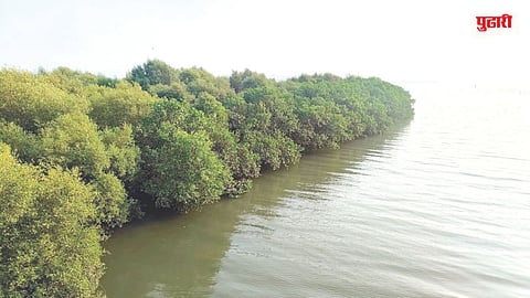 Mangrove Conservation