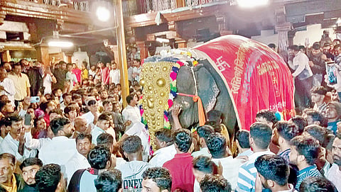 Madhuri Elephant |