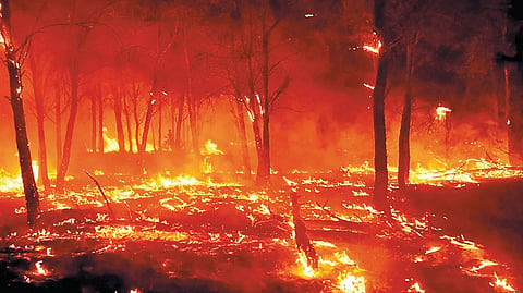 Forest Fire