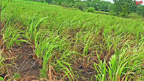 Latur Rain