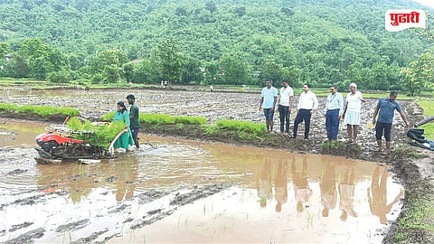 Machine Paddy Plantation