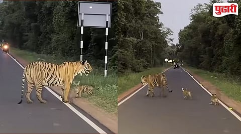 Tadoba Tigress Chhoti Madhu : ताडोबातील 'छोटी मधू'च्या मातृत्वाने जिंकली मने; दोन बछड्यांना सुरक्षितपणे रस्ता ओलांडून दिला