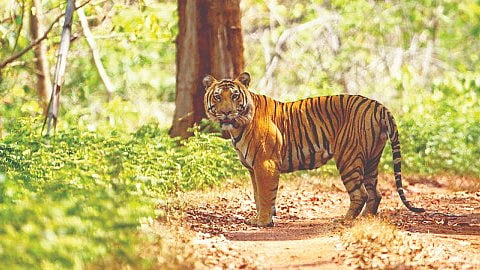 Kali Tiger Reserve: काळी प्रकल्पातील व्याघ्रसंख्या स्थिर