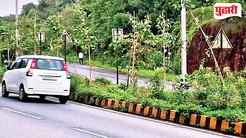 PWD Goa Highway Divider | "महामार्गावर पिंपळाची रोपे भविष्यात त्रासदायक! मेरशी ते जुने गोवे मार्गावर तज्ज्ञांचा धोक्याचा इशारा"