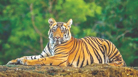 International Tiger Day 