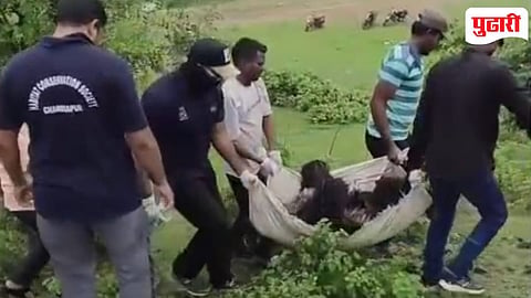 Chandrapur news: एकाच दिवशी दोन टोकाचे प्रसंग! रेल्वेखाली अस्वलीचा मृत्यू; लोकोपायलटच्या प्रसंगावधानाने वाघाचा जीव वाचला