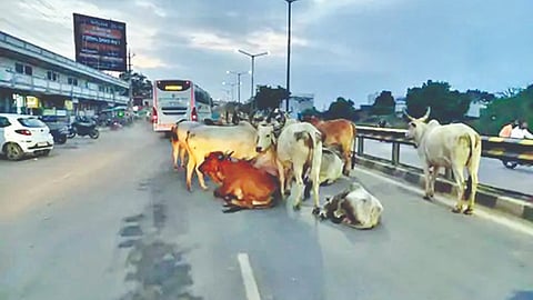 Solapur News: रस्त्यांवर भटक्या जनावरांचा वावर; अपघाताचा धोका
