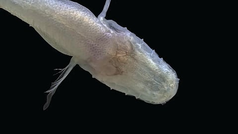 Cavefish