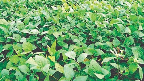 Karad News: सोयाबीन, भात, भुईमूगाची पिके तरारली
