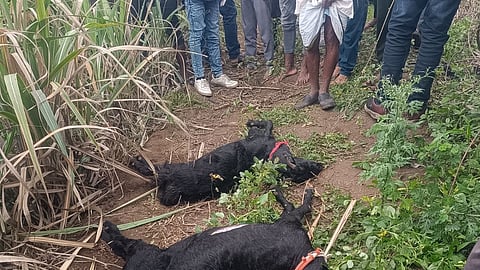 Goats Die Electrocution 