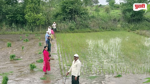 Pune Kharif Sowing Update