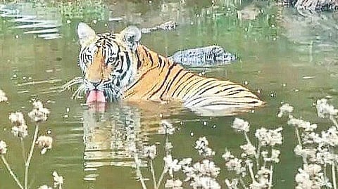 Tiger News
