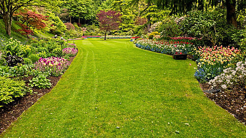 Garden 