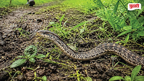 Akole Snake Bite Cases