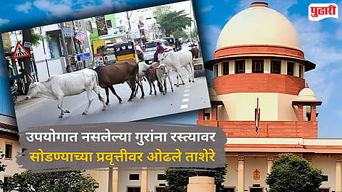 Supreme Court on stray cattle menace