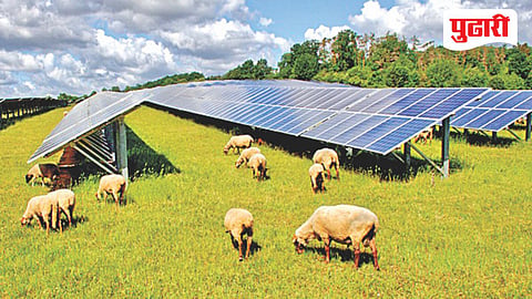 solar grazing policy
