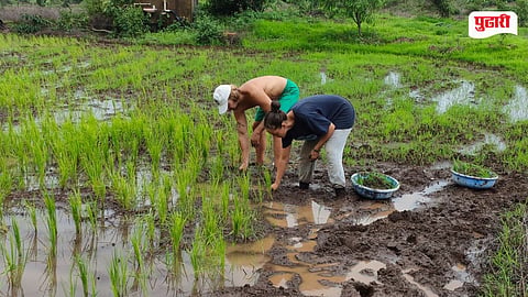 Rice Plantation News