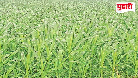 Jalna rainfall
