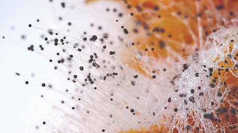 Mold Infection Fungal | 
