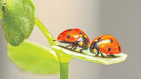 Insect Cloning | 