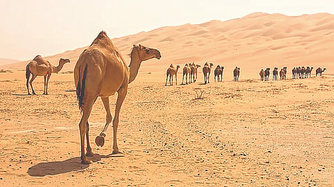 Ship of the Desert | 