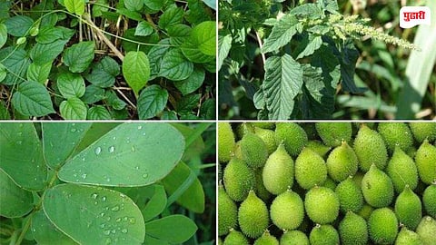 Wild Vegetables