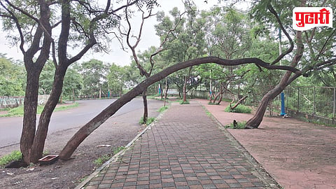 Pune Dangerous Trees