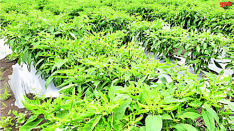 Chilli Crop