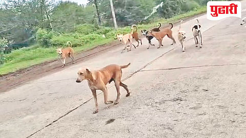 Stray dogs menace