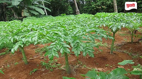 Suran Cultivation