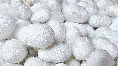 Silk Cocoon