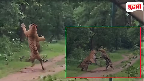 Painganga sanctuary tiger mating