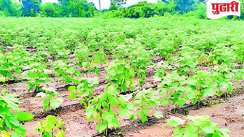 Sambhajinagar Agriculture News